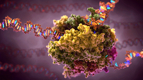 Biologi XII (27)